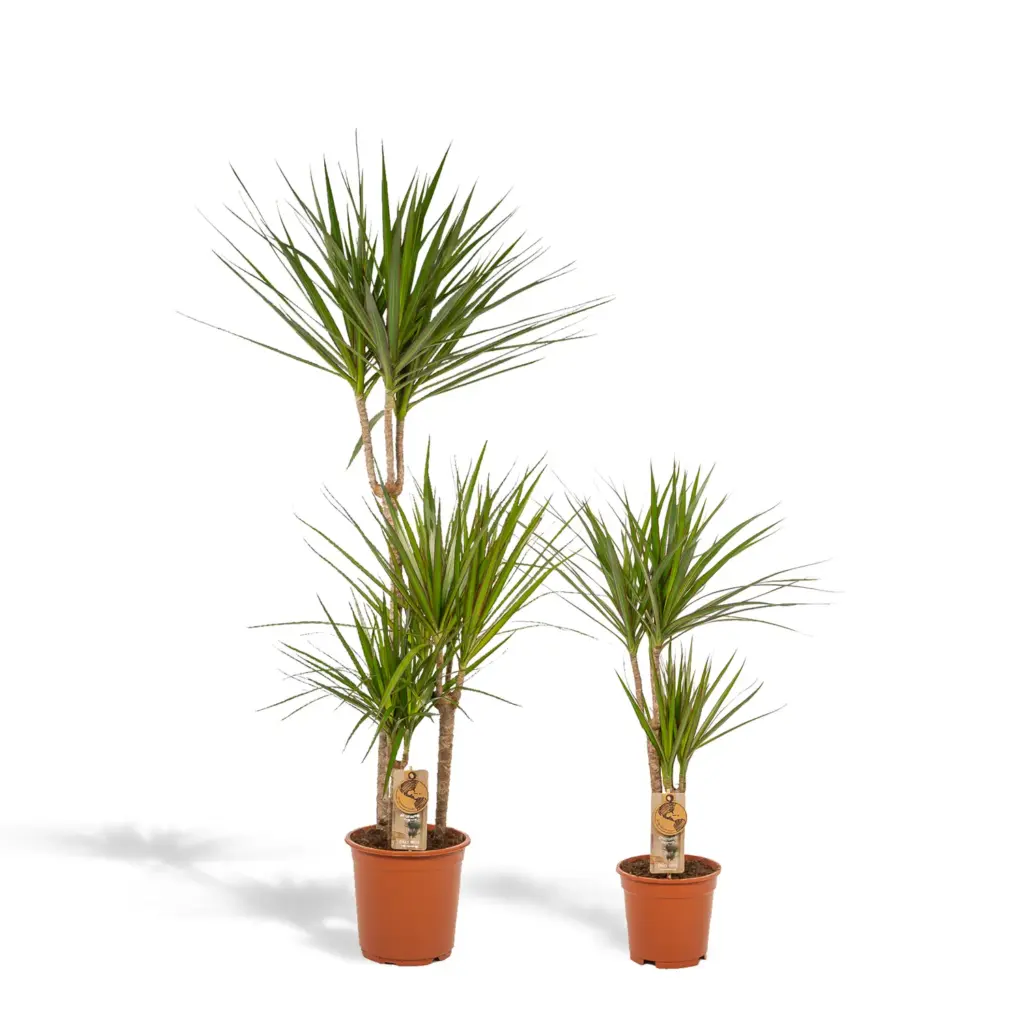 Dracaena duo – twee kamerplanten voor binnen