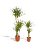 Dracaena duo – twee kamerplanten voor binnen