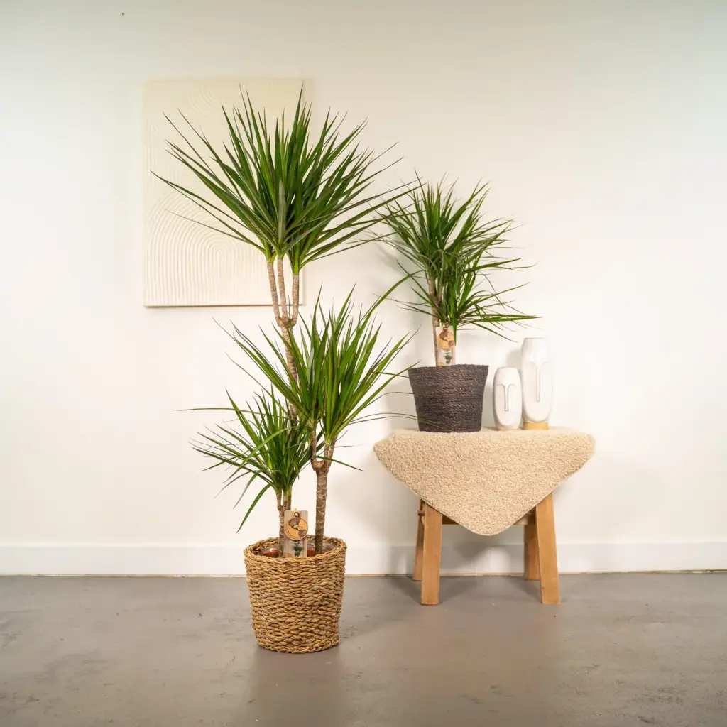 Dracaena duo – twee kamerplanten voor binnen