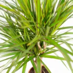 Dracaena duo – twee kamerplanten voor binnen
