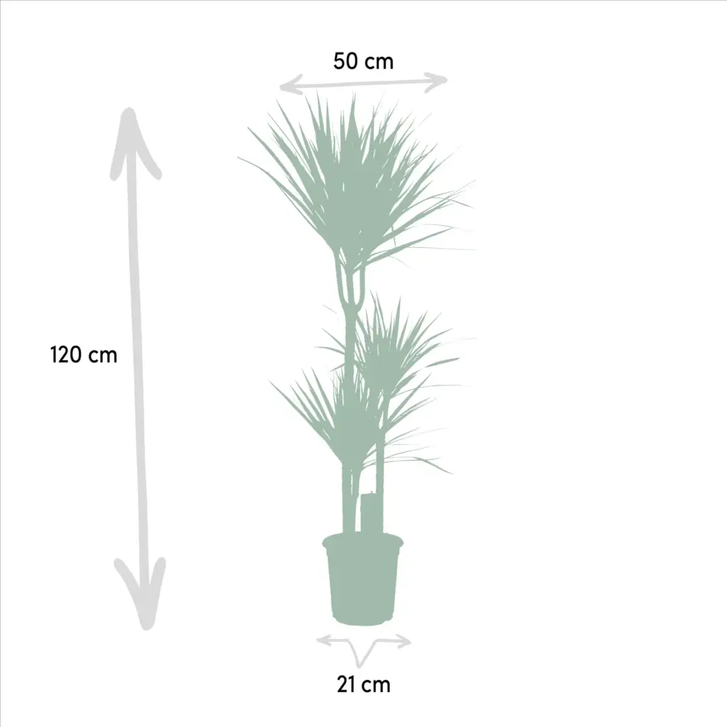 Dracaena duo – twee kamerplanten voor binnen