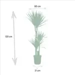 Dracaena duo – twee kamerplanten voor binnen