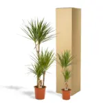 Dracaena duo – twee kamerplanten voor binnen