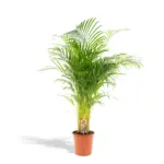 Areca palm kamerplant