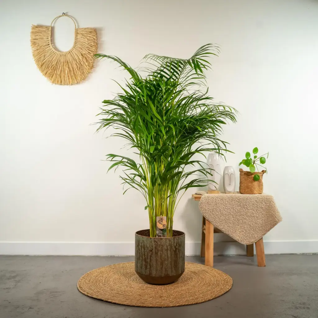 Areca palm kamerplant