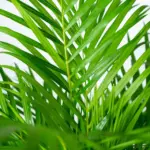Areca palm kamerplant