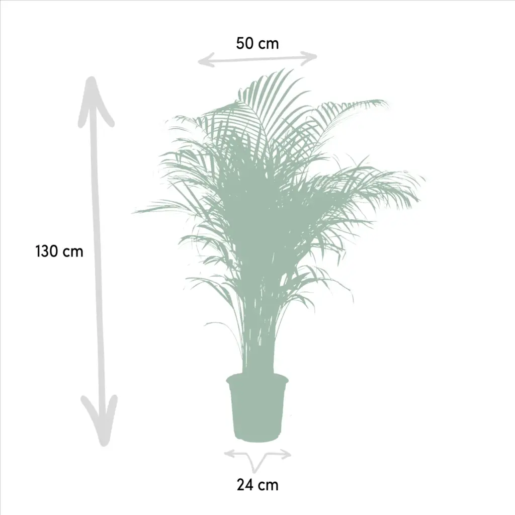 Areca palm kamerplant