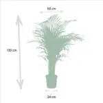 Areca palm kamerplant