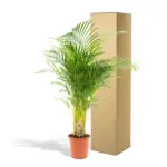 Areca palm kamerplant