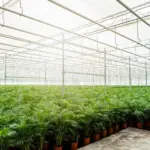 Areca palm kamerplant