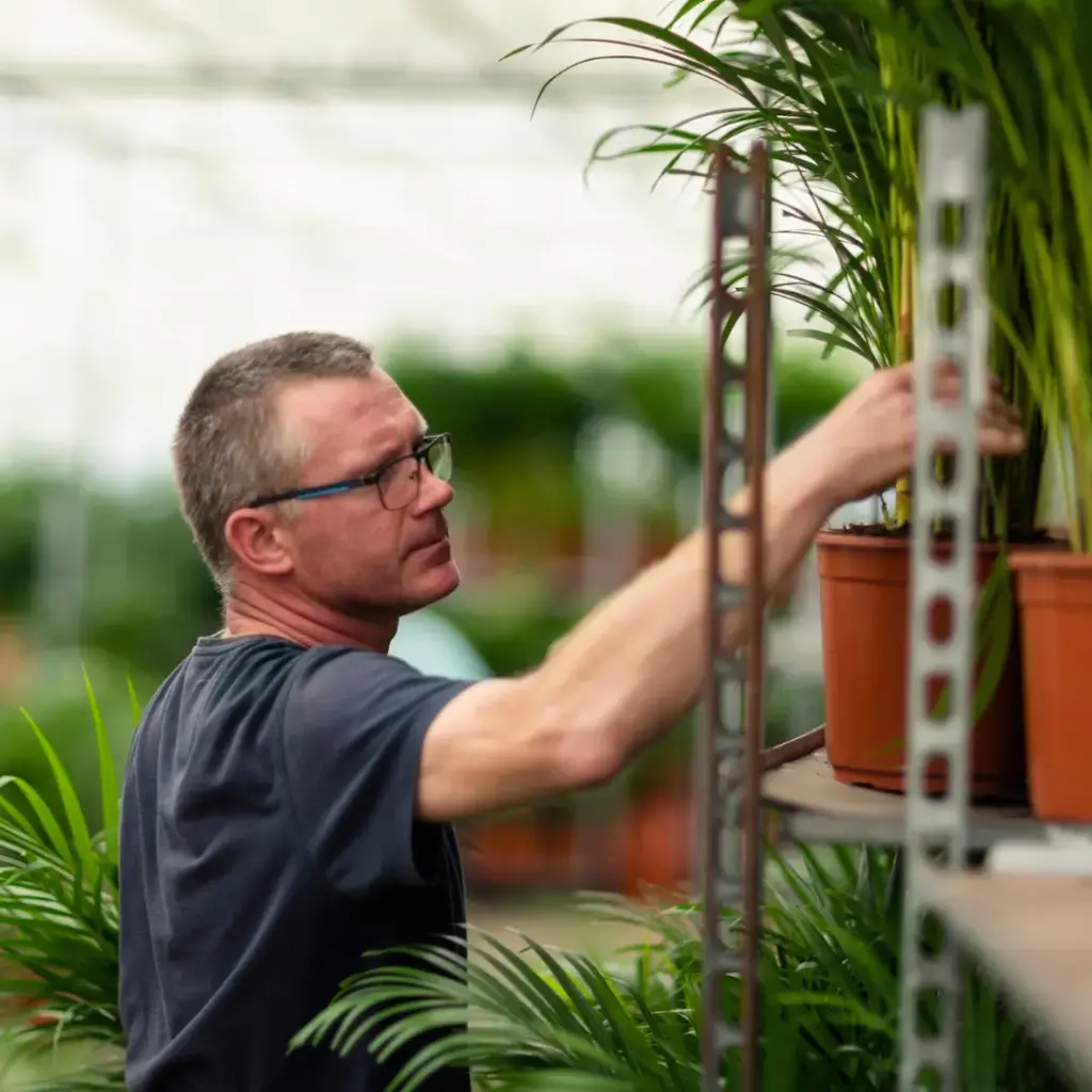 Areca palm kamerplant