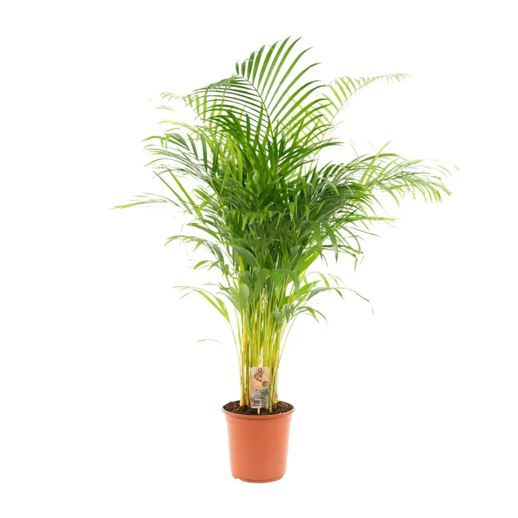 Areca palm kamerplant