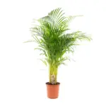 Areca palm kamerplant