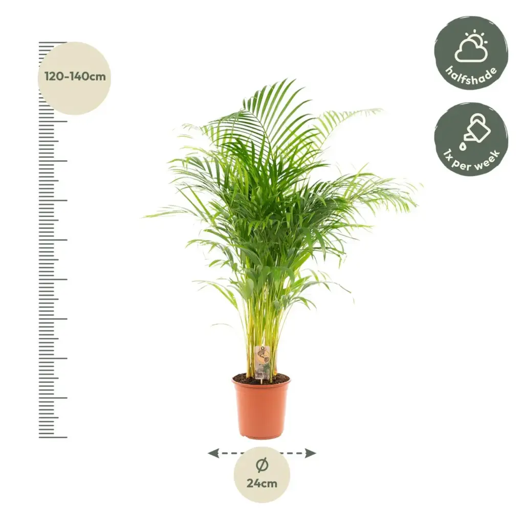 Areca palm kamerplant