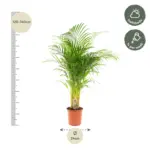 Areca palm kamerplant