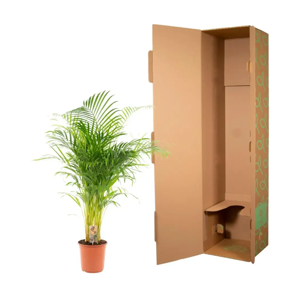 Areca palm kamerplant