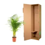 Areca palm kamerplant