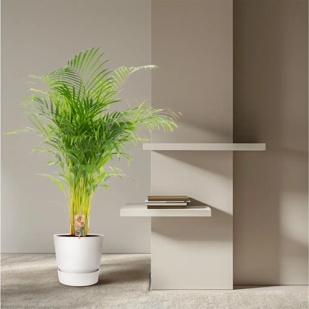 Areca palm kamerplant