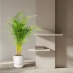 Areca palm kamerplant