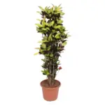 Codiaeum Iceton Croton kamerplant – forse plant