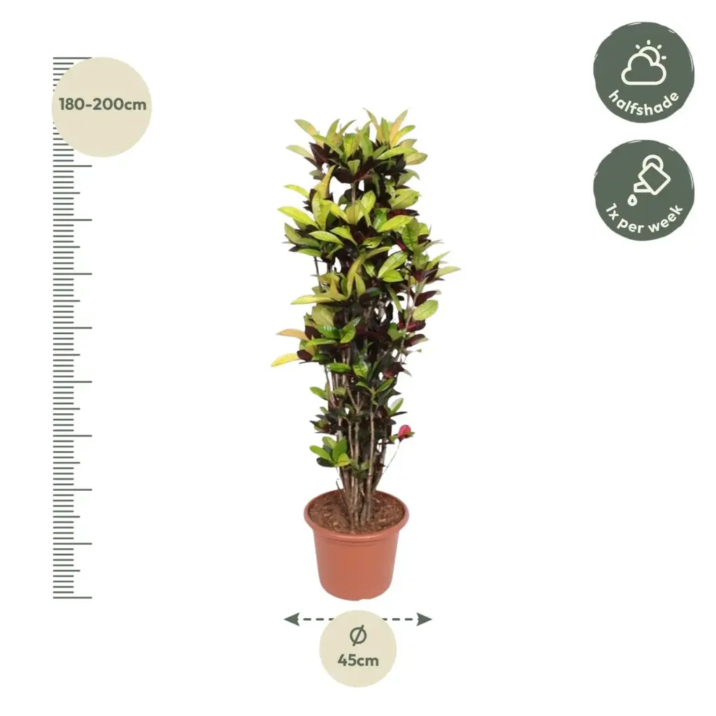 Codiaeum Iceton Croton kamerplant – forse plant