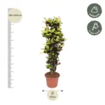 Codiaeum Iceton Croton kamerplant – forse plant
