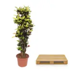 Codiaeum Iceton Croton kamerplant – forse plant