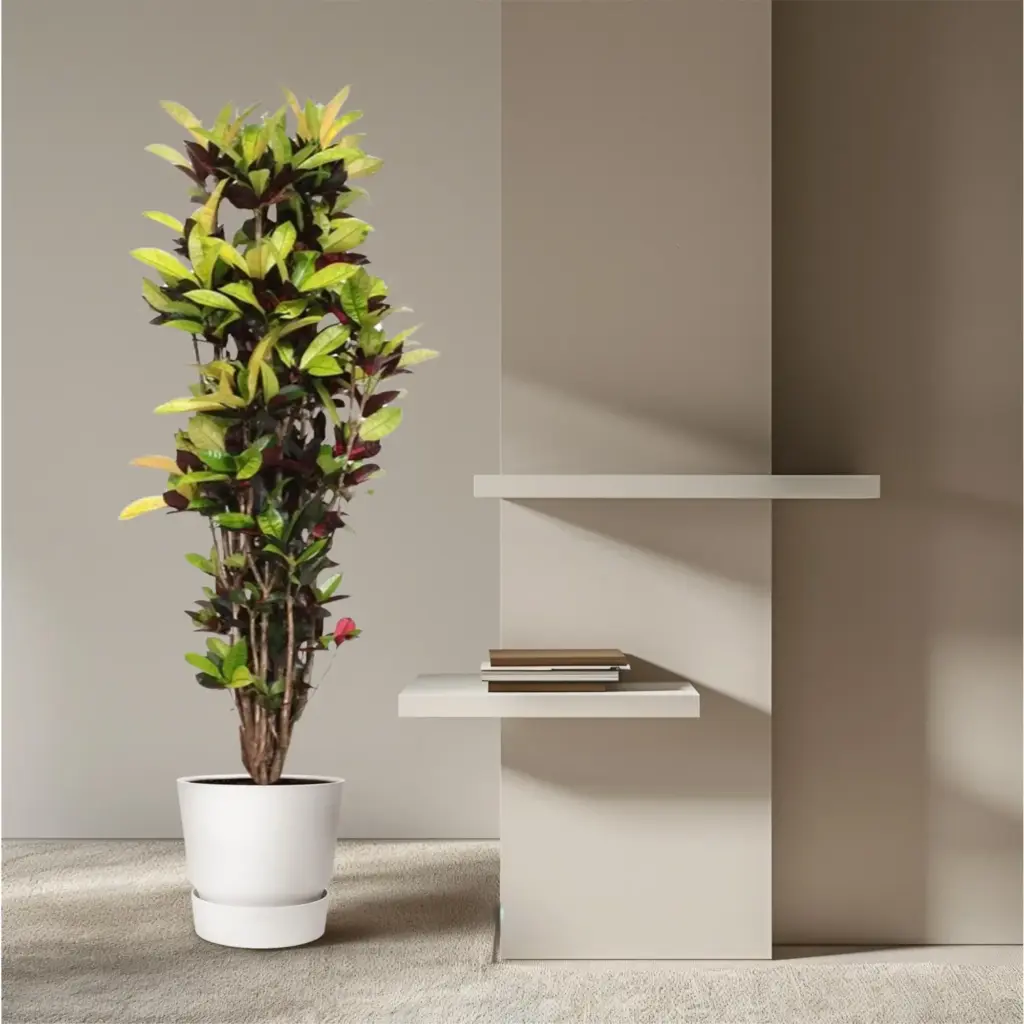 Codiaeum Iceton Croton kamerplant – forse plant