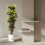 Codiaeum Iceton Croton kamerplant – forse plant