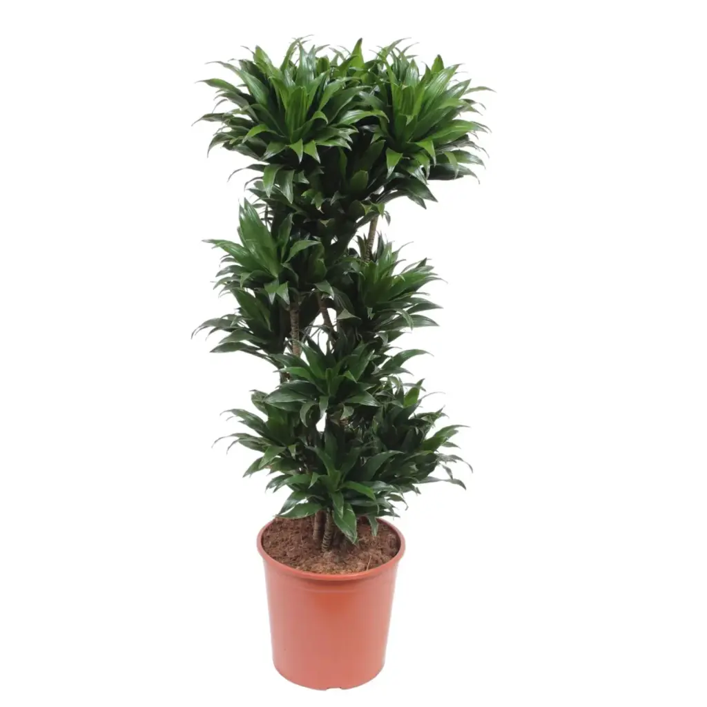 Dracaena Compacta kamerplant voor binnen