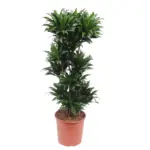 Dracaena Compacta kamerplant voor binnen