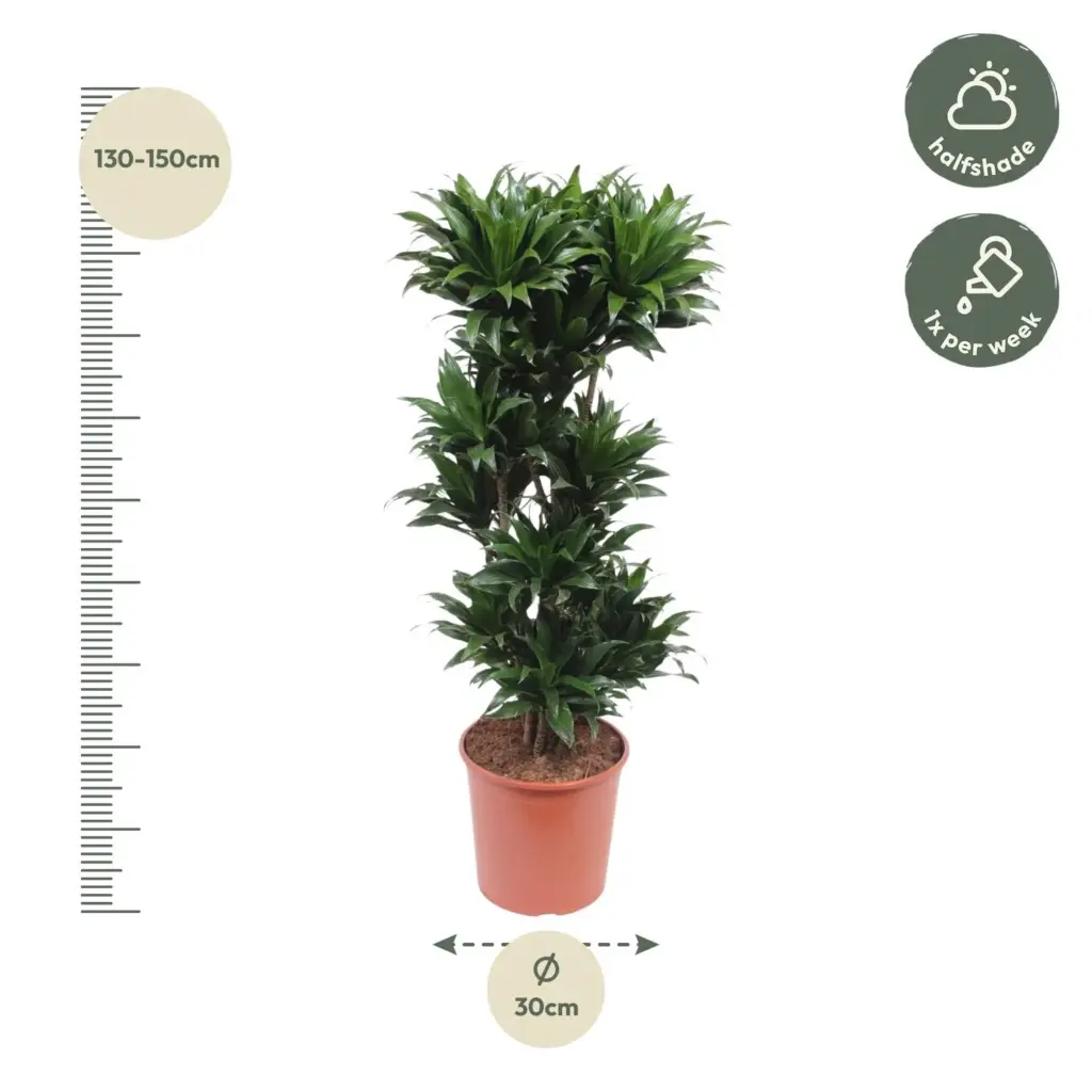 Dracaena Compacta kamerplant voor binnen