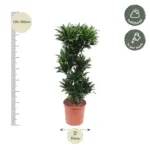 Dracaena Compacta kamerplant voor binnen