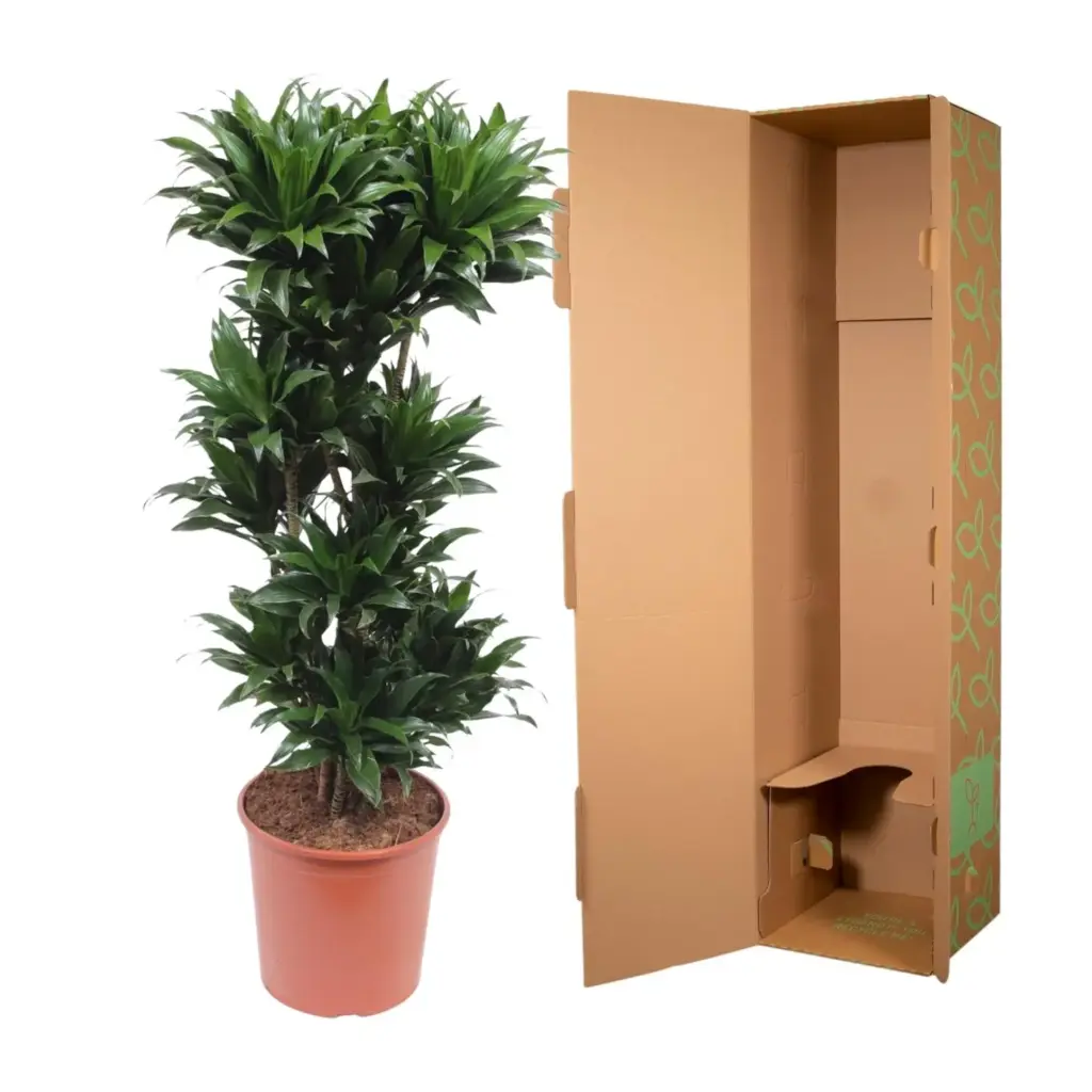 Dracaena Compacta kamerplant voor binnen