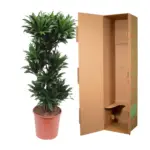 Dracaena Compacta kamerplant voor binnen