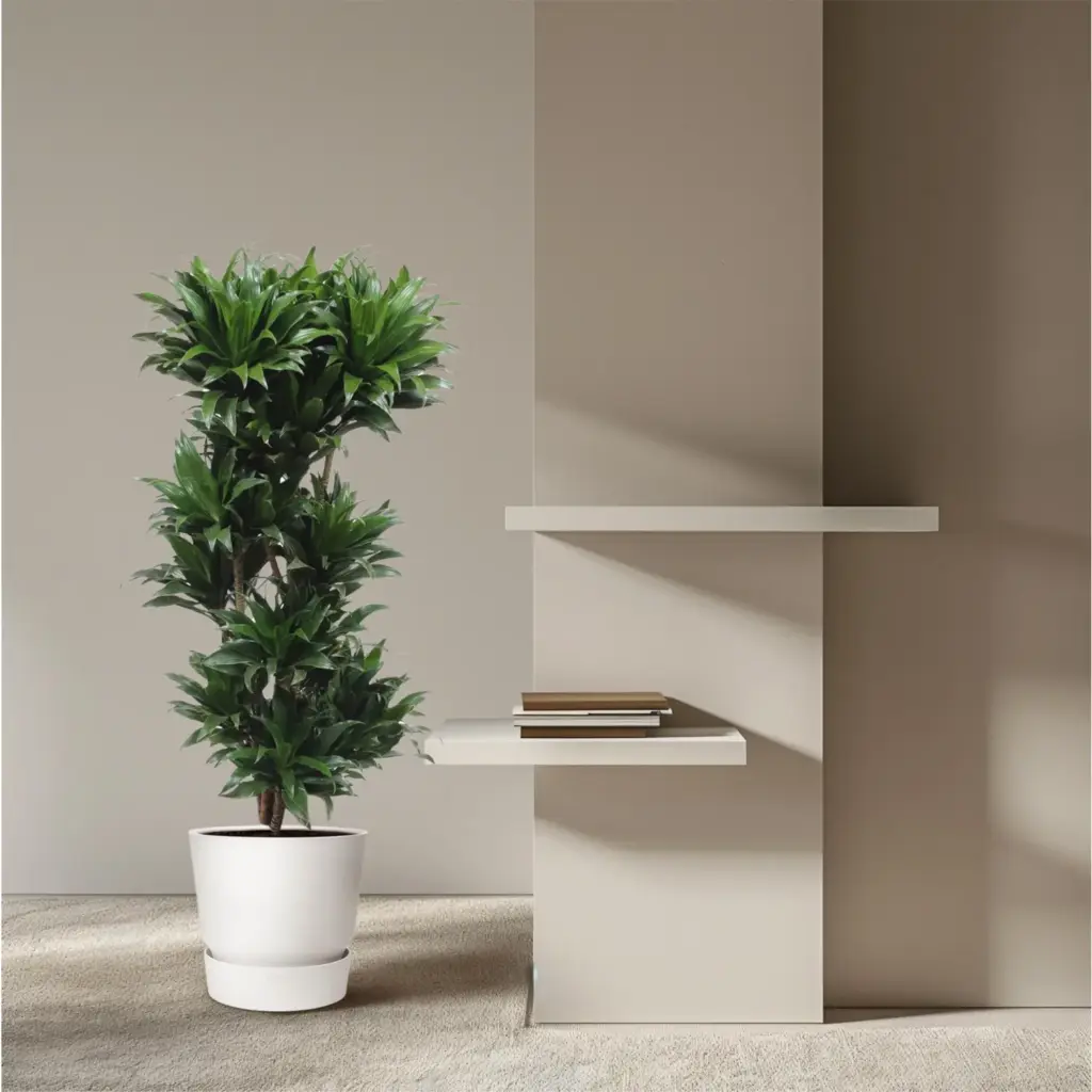 Dracaena Compacta kamerplant voor binnen