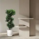 Dracaena Compacta kamerplant voor binnen