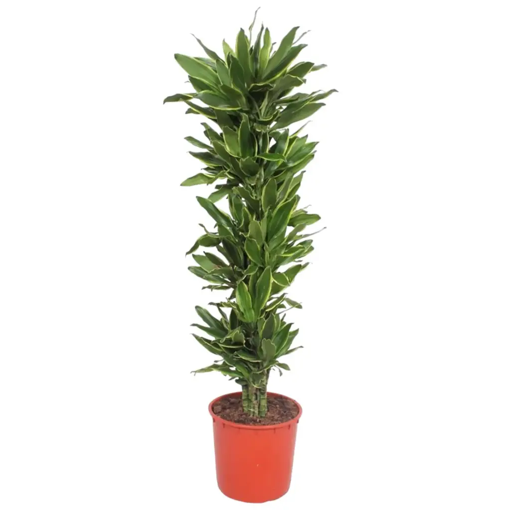 Dracaena Golden Coast kamerplant