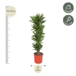 Dracaena Golden Coast kamerplant