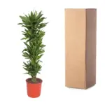 Dracaena Golden Coast kamerplant