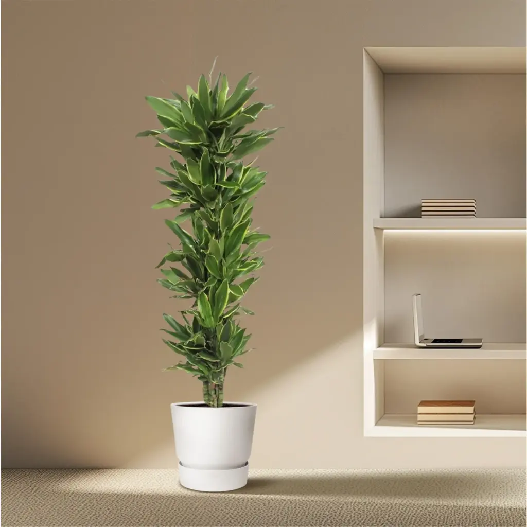 Dracaena Golden Coast kamerplant