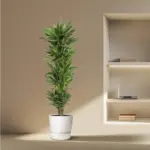Dracaena Golden Coast kamerplant