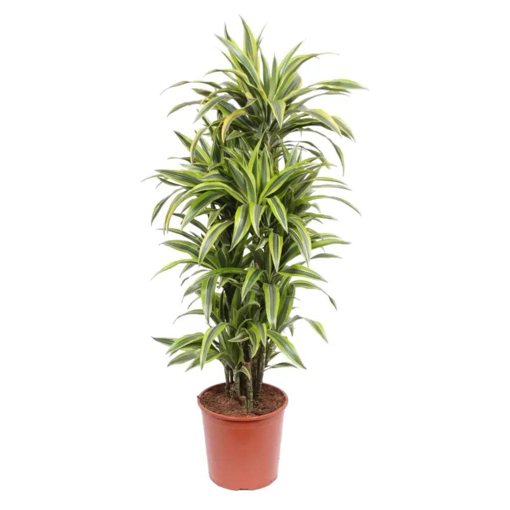 Dracaena Lemon Lime kamerplant – kleurrijke drakenplant