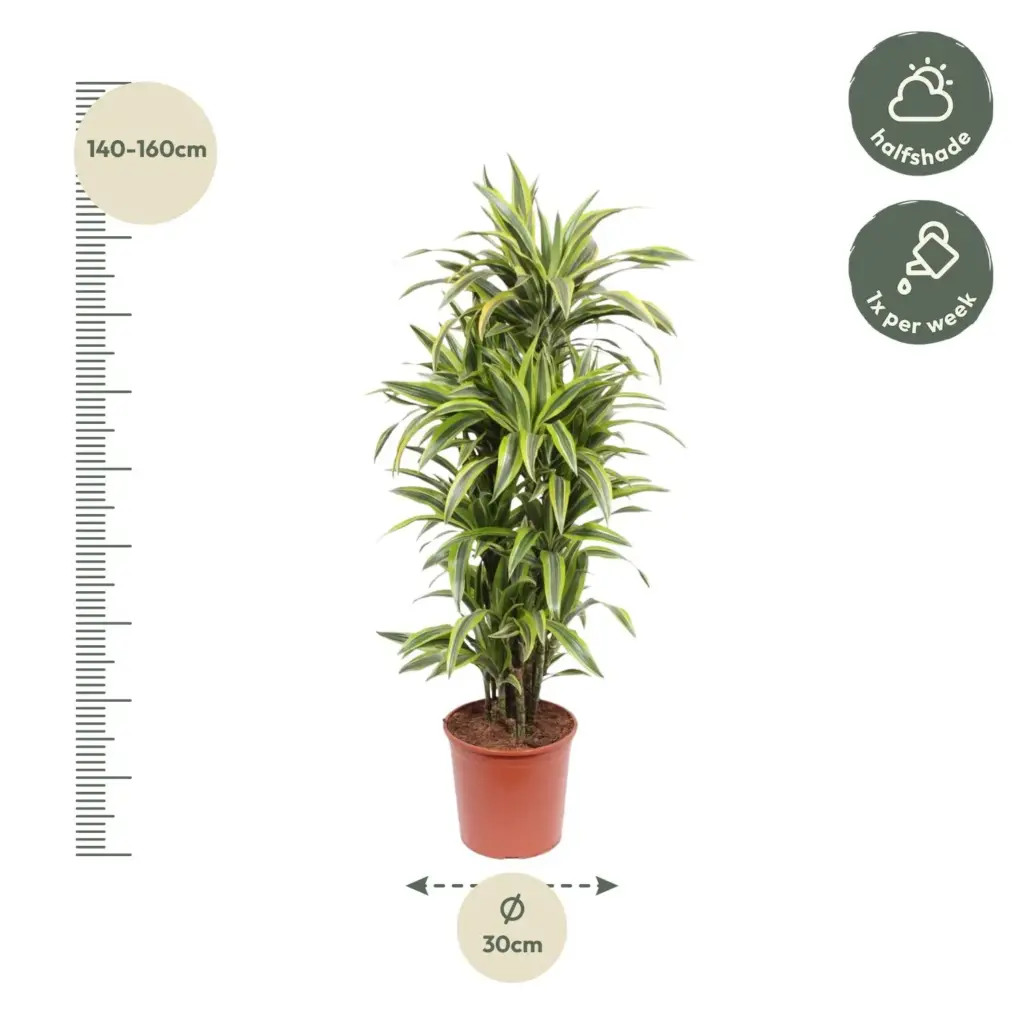 Dracaena Lemon Lime kamerplant – kleurrijke drakenplant