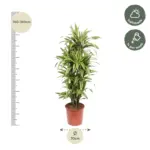 Dracaena Lemon Lime kamerplant – kleurrijke drakenplant