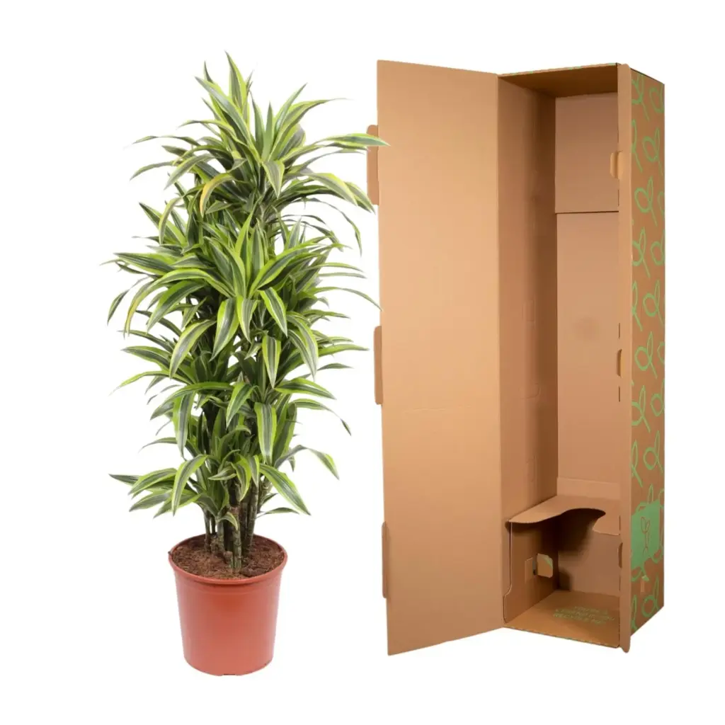 Dracaena Lemon Lime kamerplant – kleurrijke drakenplant