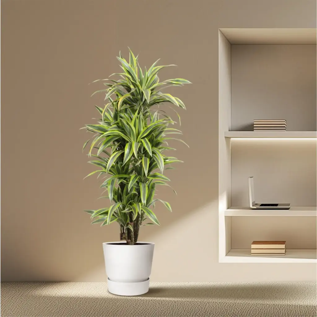Dracaena Lemon Lime kamerplant – kleurrijke drakenplant