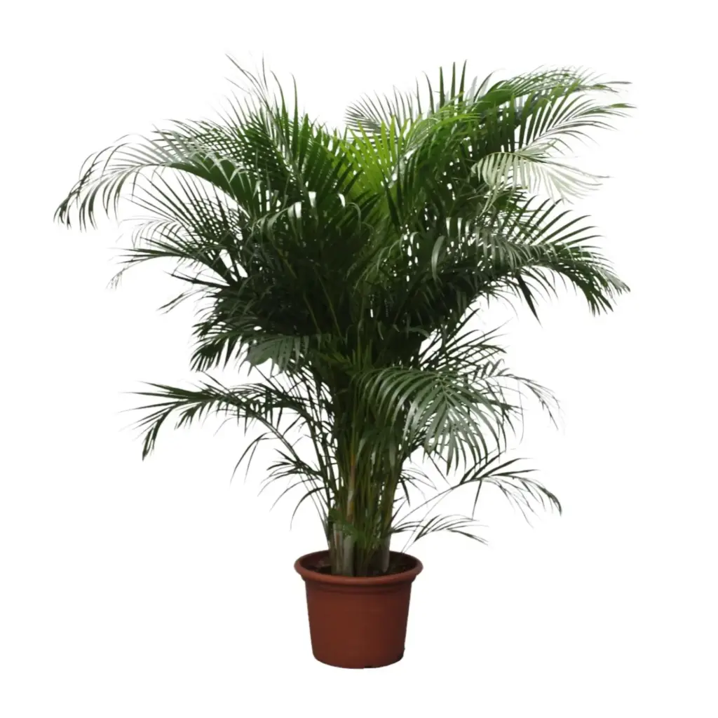 Dypsis Lutescens Areca palm kamerplant