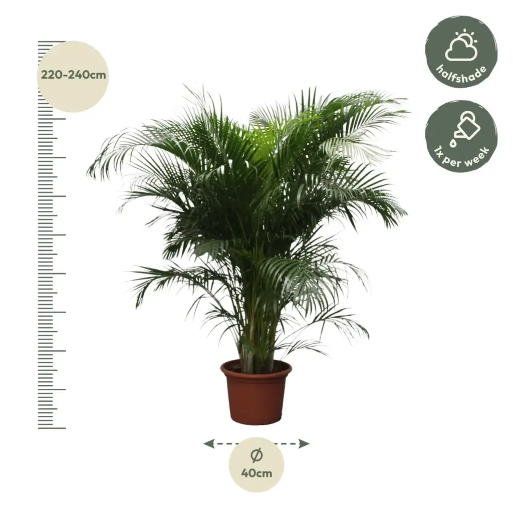 Dypsis Lutescens Areca palm kamerplant