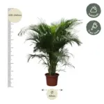 Dypsis Lutescens Areca palm kamerplant
